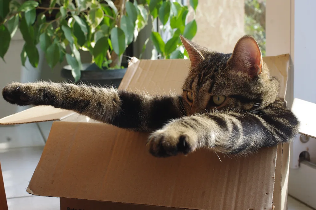 Cartons de déménagement
